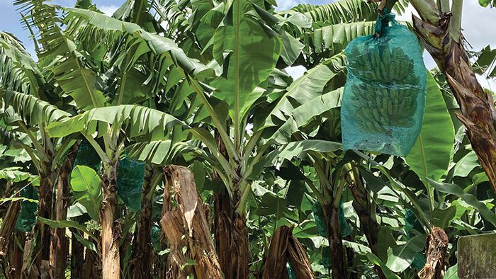 新的制氫技術(shù)? 新的制氫技術(shù)?