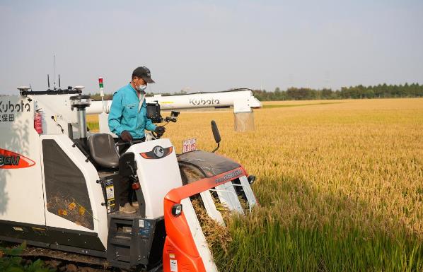 收割富氫水種植水稻現(xiàn)場.jpg 收割富氫水種植水稻現(xiàn)場.jpg